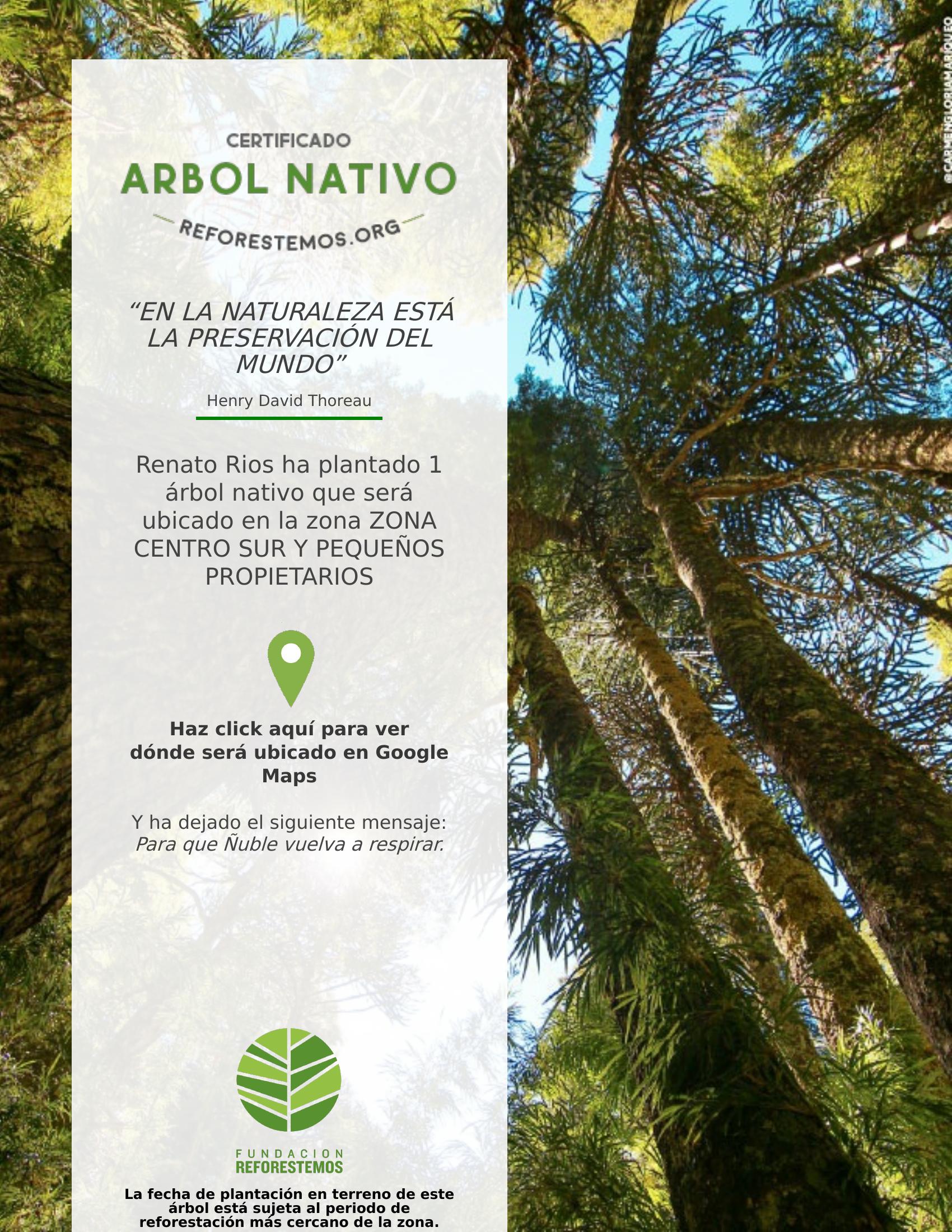 Certificado de plantación · Fundación Reforestemos